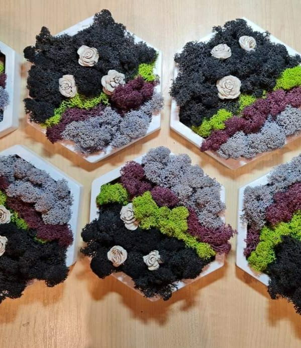 Hexagoane cu licheni decoratiune / cadou