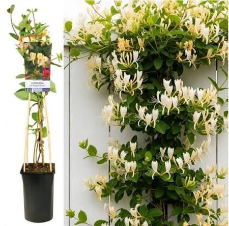 Lonicera mana Maici Domnului