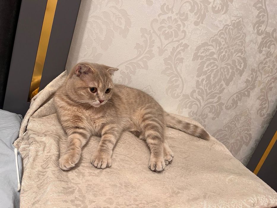 Шотландская вислоухая