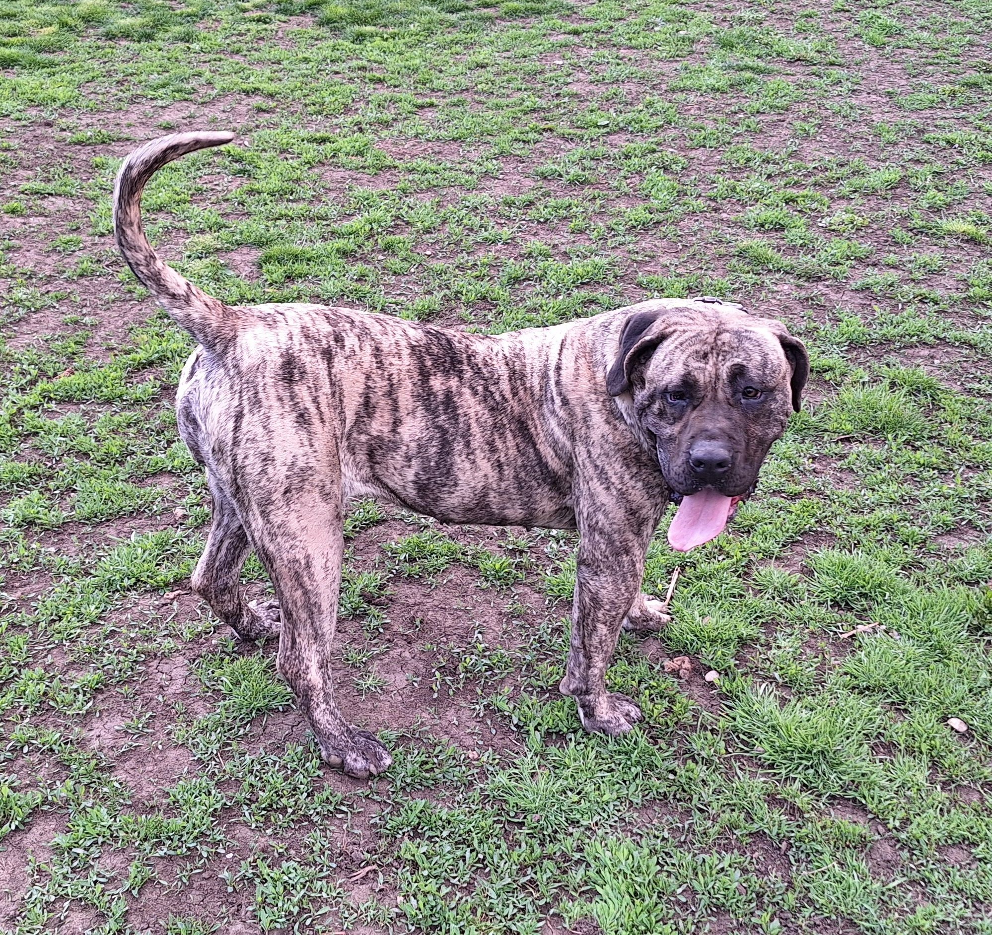 Vând femelă presa canario