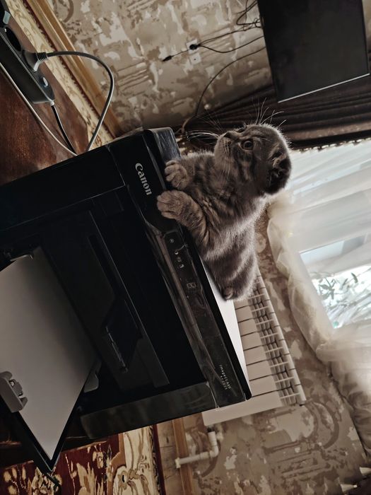 Skotish fold shotlandskaya vislouhaya mushukcha sotiladi 4 oylik qiz