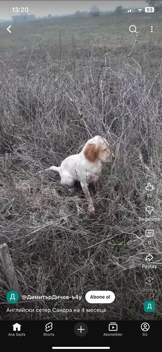 Английски сетер-ловно