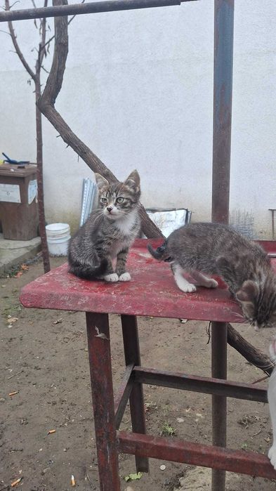 Motănei pentru adoptie