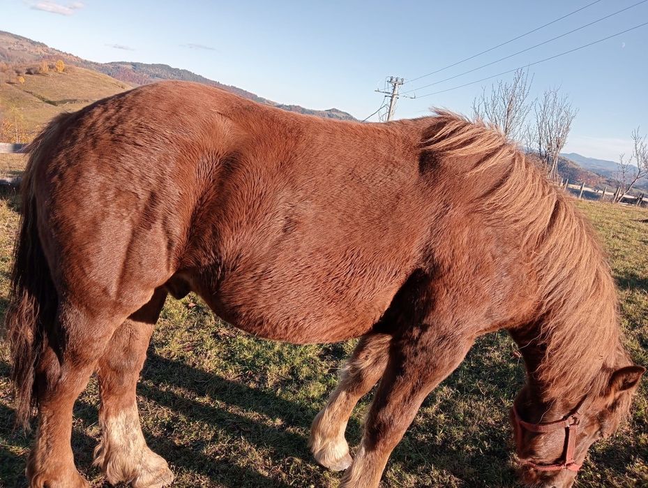 Mânz de vânzare 1 an și 5 luni