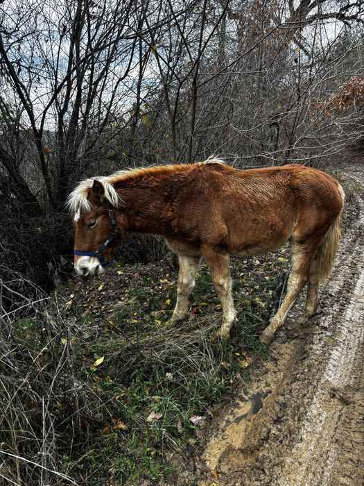 Кон, мъжки хафлингер