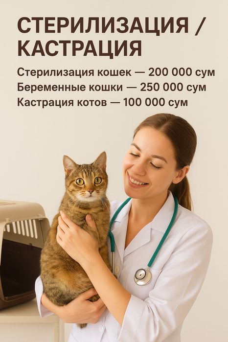 Стерилизация и кастрация кошек на дому (Катартал) — опыт 7 лет