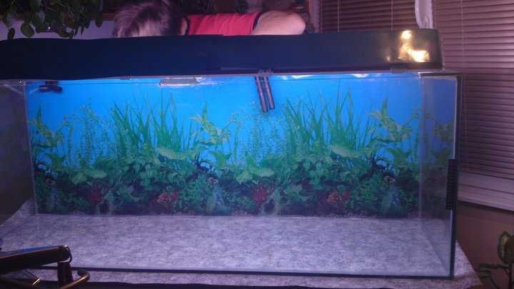 Продавам празен аквариум БЕЗ ТЕЧОВЕ  в перфектно състояние