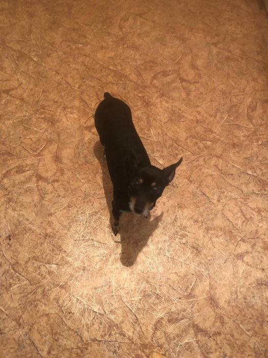 Бесплатно Той терьер