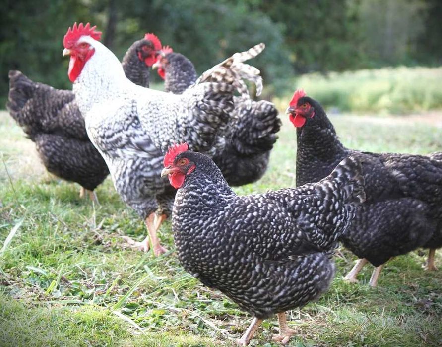 Продавам или замен.м ,за млади кокошки ,гъски ,пуйки ,зайци ,жито и др