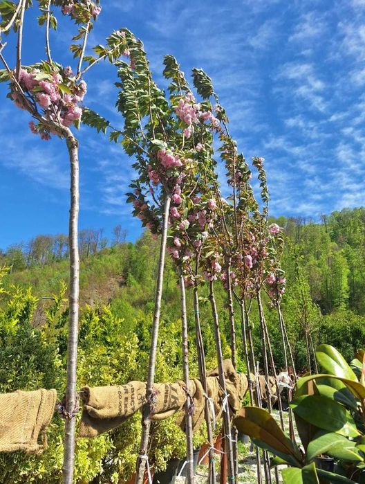 Piatra de munte si plante ornamentale