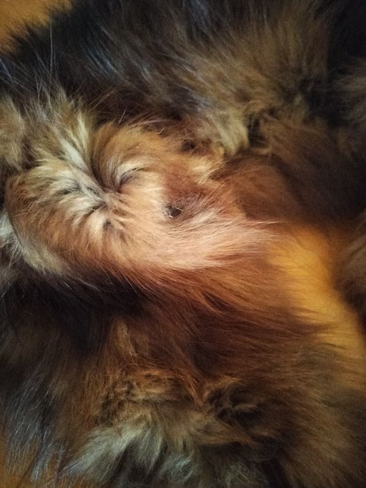 Естествен косъм лисица