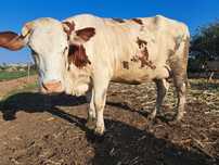 Vaca buna de lapte