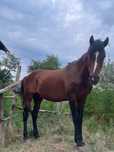 Cal de vânzare – 12 ani, 1.50 m, blând și ascultător – Cepari