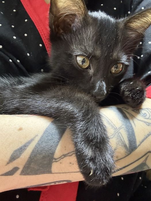 Отдам в добрые руки