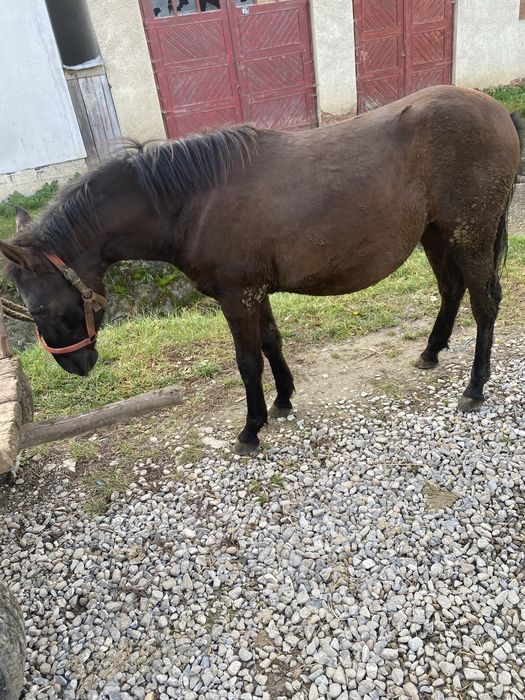 De vanzare mai multe detali în privat sau la nr tel