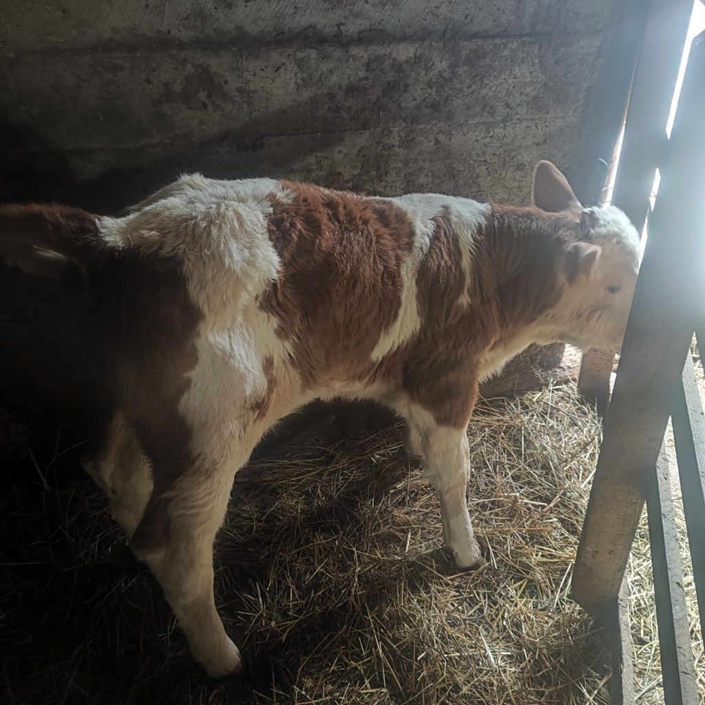 Vaca cu vițel de vanzare