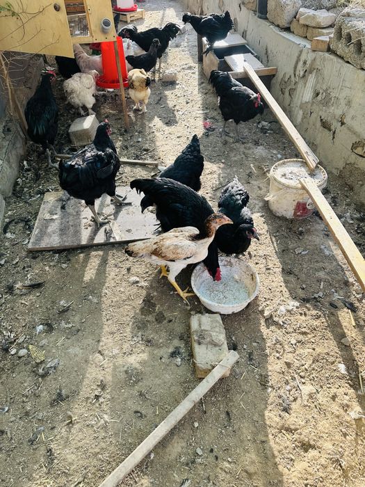 Yirik jersi gigant jo’ja xo’rozlari sotiladi