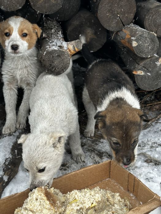 Отдам щенят в добрые руки