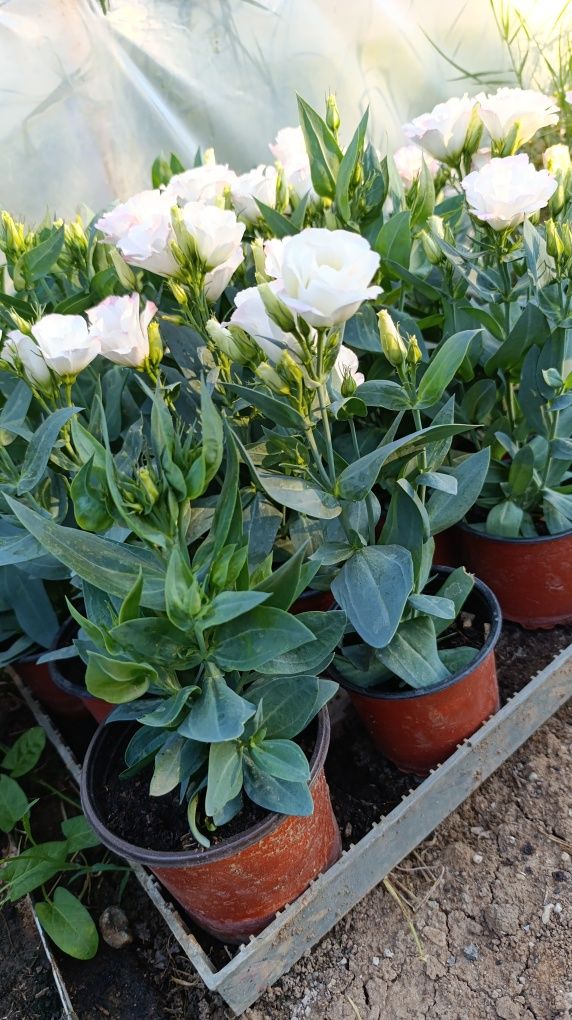 Lisianthus la ghiveci