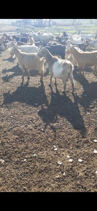 Vând capre comuna Leordeni