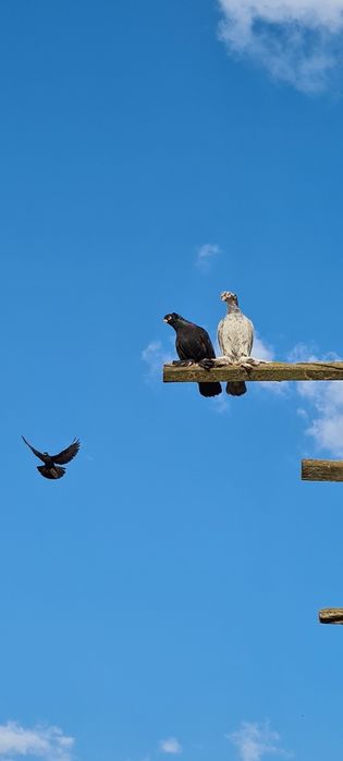 Старопородные голуби