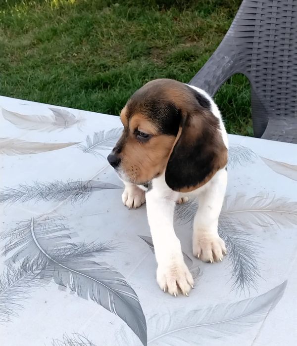 Pui beagle tricolor