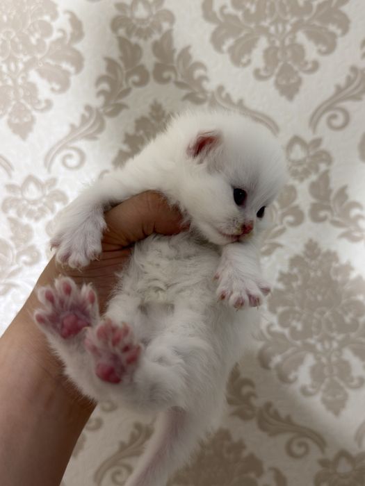 Mushuk skotish fold strayt sotladi