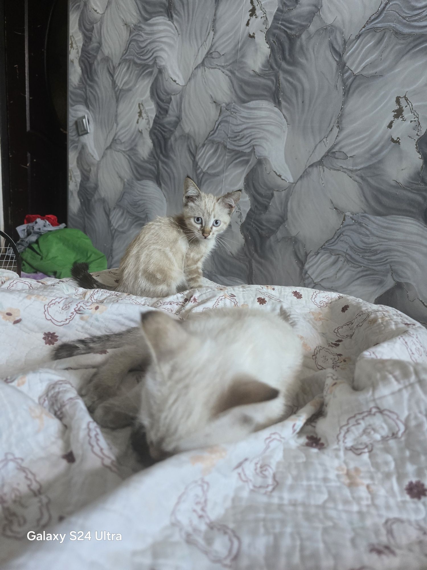 Отдам даром котят 2 месяца, к лотку приучены