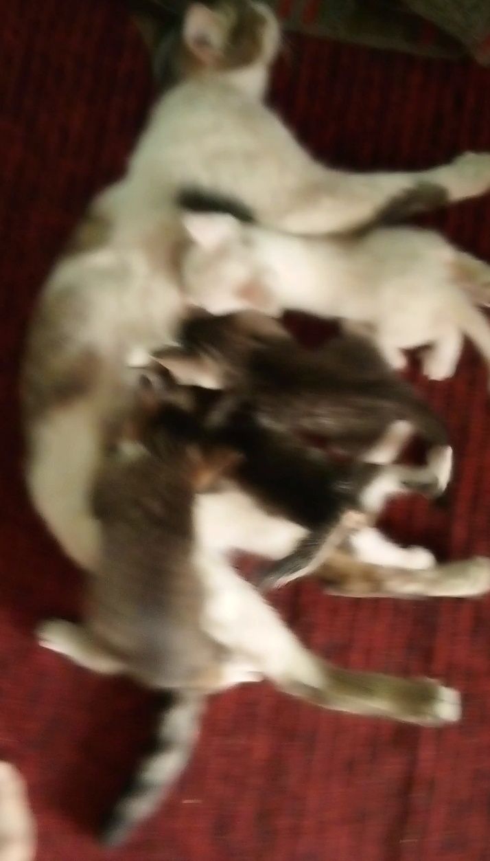 Отдам даром!Котята домашние,умнички,красавицы.Воспитанные.
