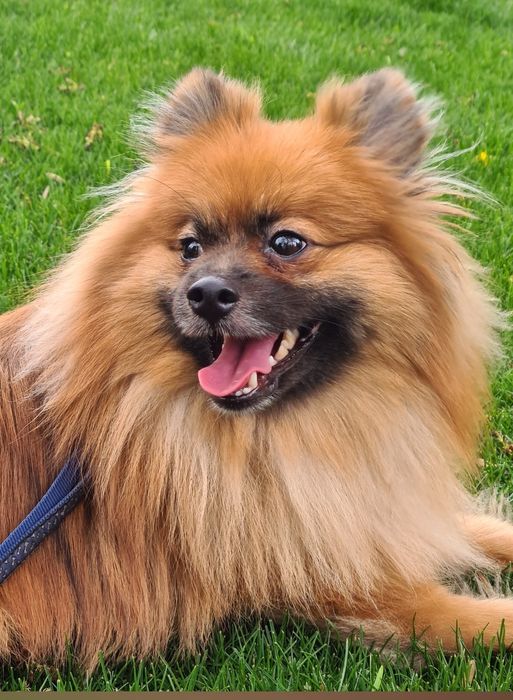 Отдам в хорошие руки