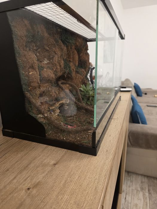 Terariu  pentru reptile