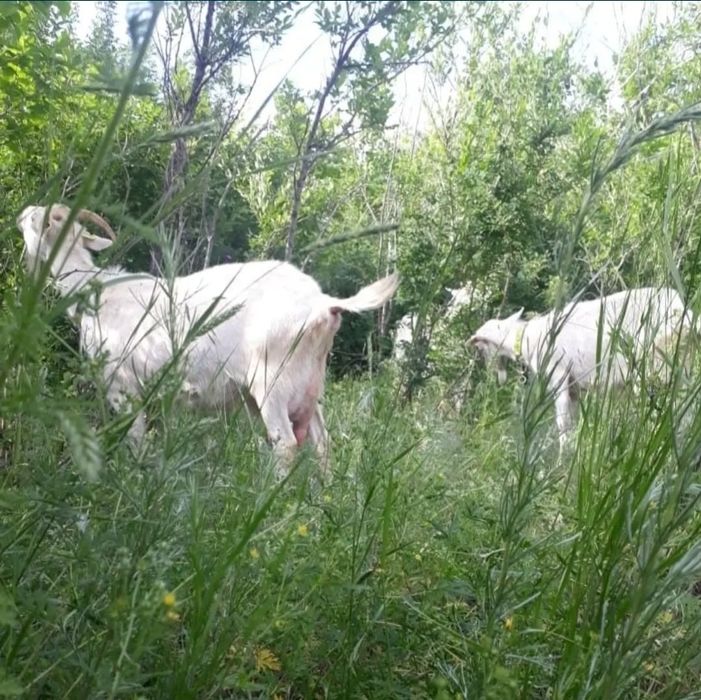 Ешкі сатылады , козы продам парода заанен