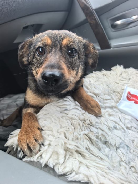 Собачка в поиске любящего дома