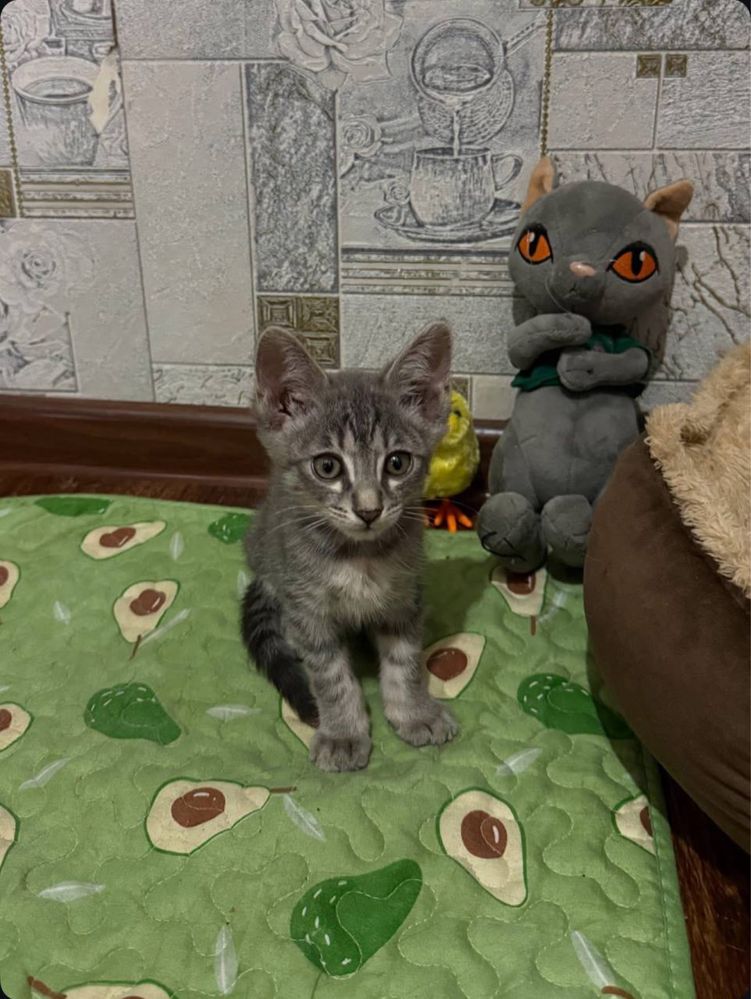 Маленькие котята бесплатно в ташкенте