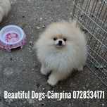 Pomeranian pui femelă