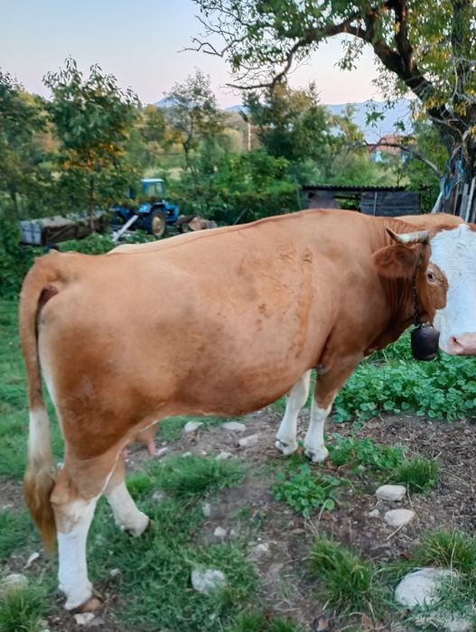 Se vând 2 vaci și o junincă
