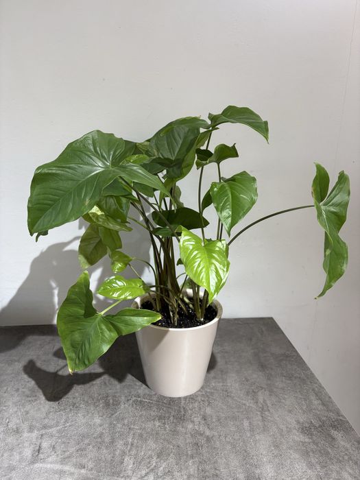 Сингониум в пластиковом горшке