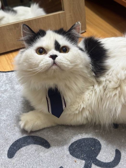 Котик бесплатно даром