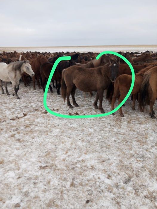 Бие қысыр семіз 8 жаста