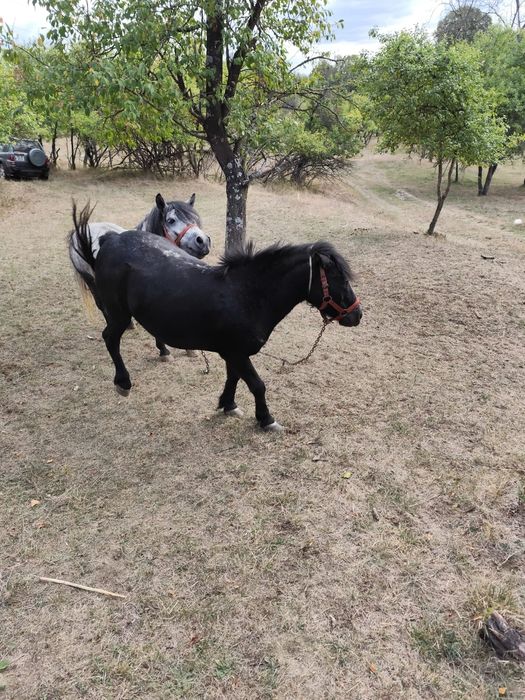 Iapa tanara (ponei)