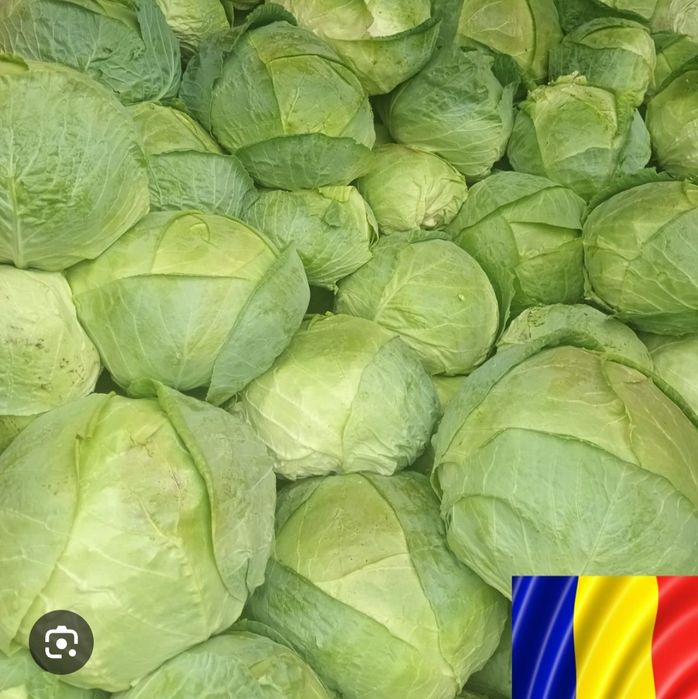 Varză de buzău varza bună de pus la murat