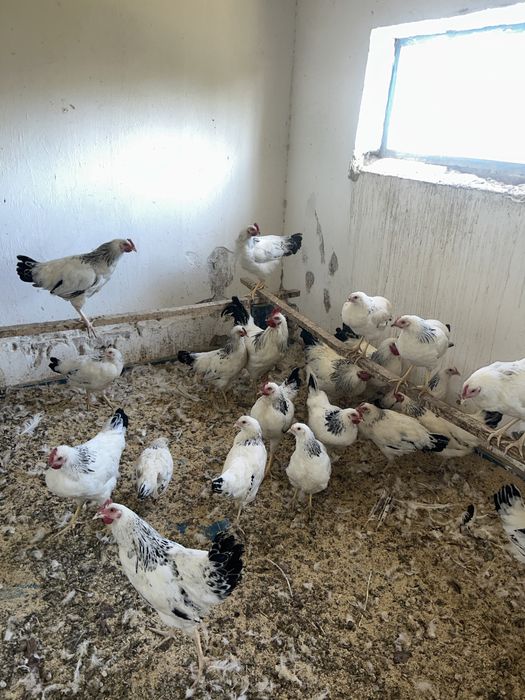 Адлер Адермкий жас қораз петух