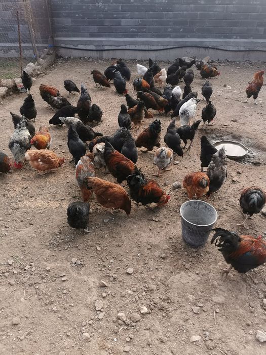 Продавам домашни кокошки