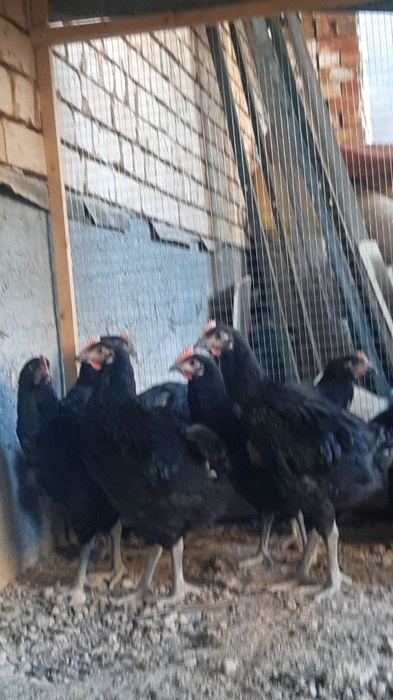 Gigat qora shaxzoda 2 oylikdan oshkan xorozlar faqat xorozlar sotiladi