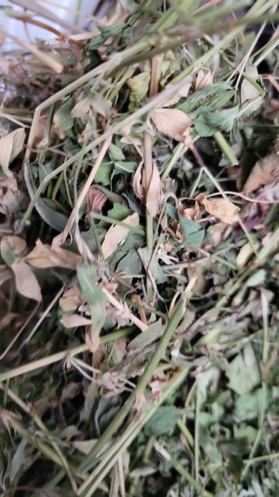 Baloți de lucernă se vând urgent