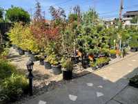 Amenajez spații verzi-plante ornamentale