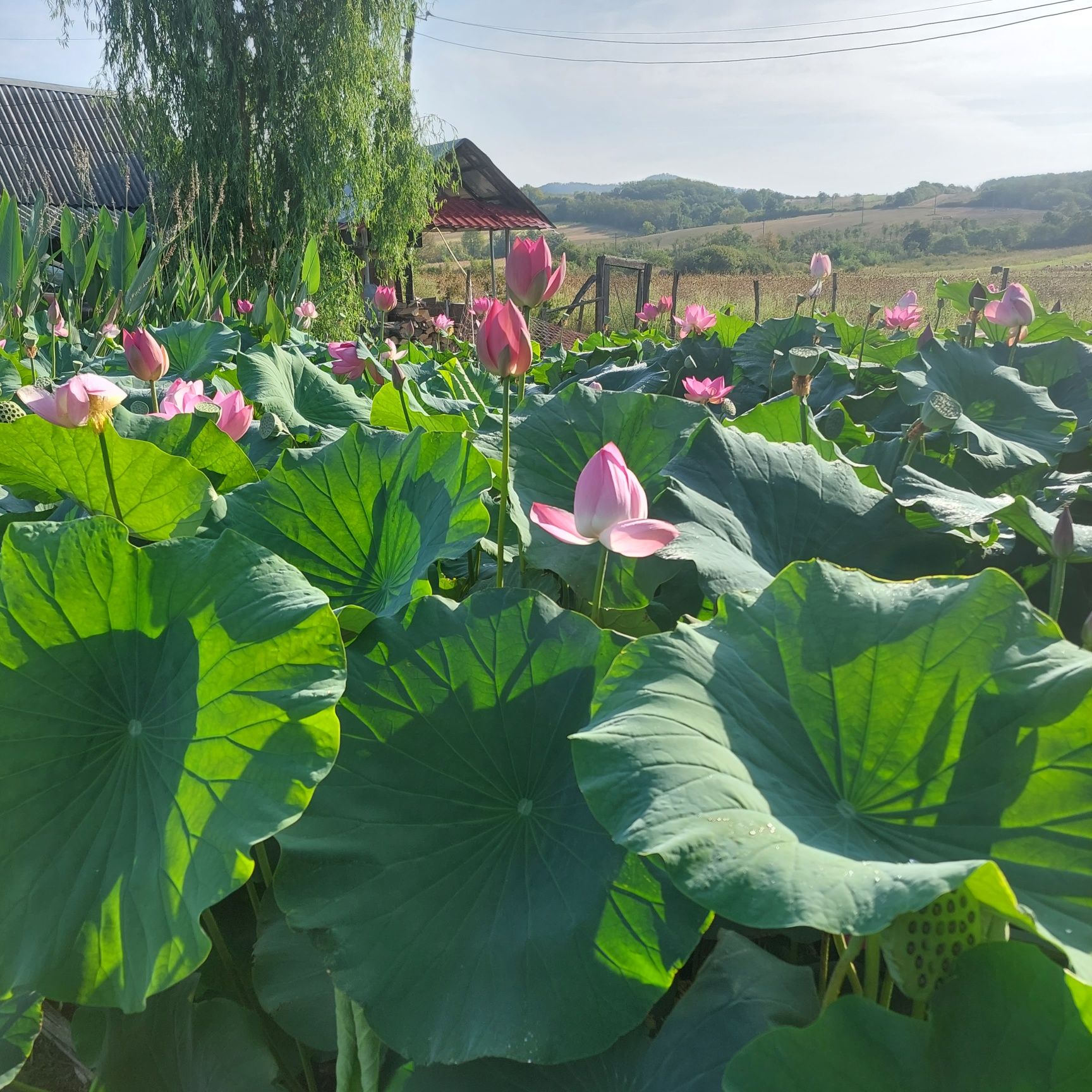 Plante de apa .de la 30 lei in sus