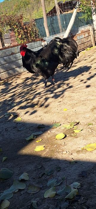 Ultimele 4 puici de australorp de 5 luni si cocosi pt doritori