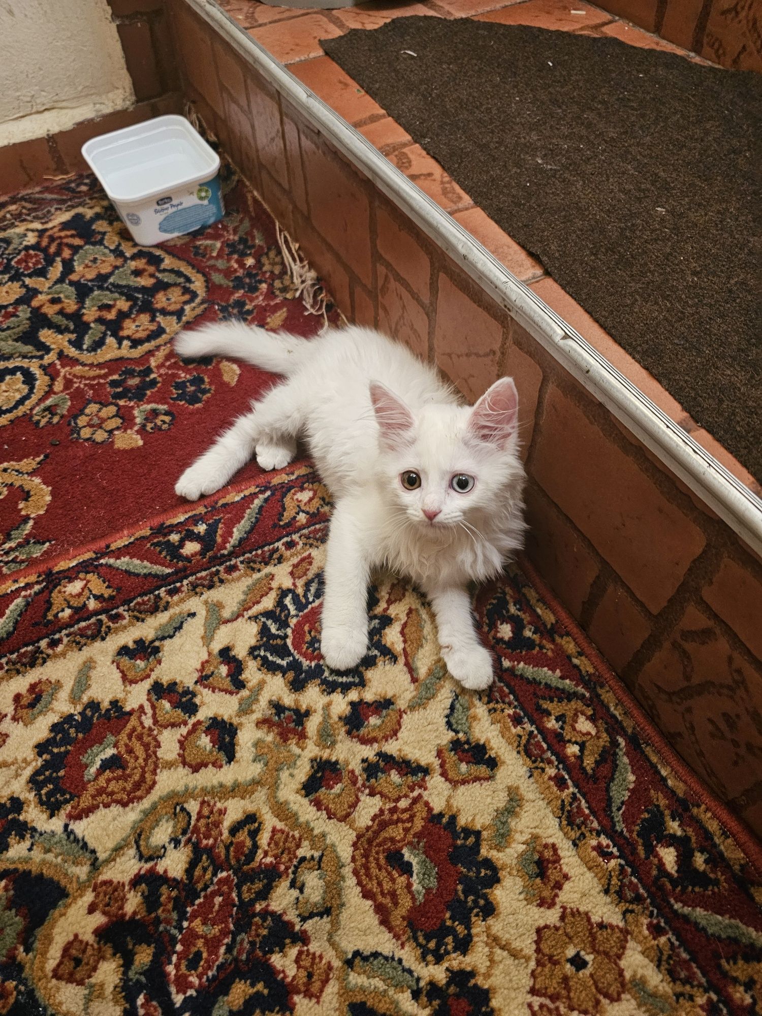 Котка порода - турска Ван