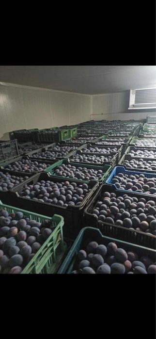 Vand prune en gross
